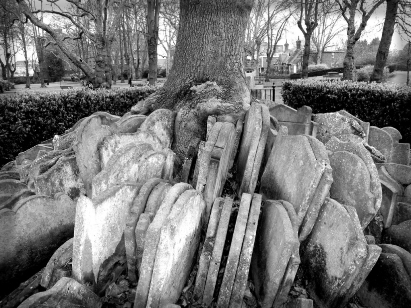 Hardy's gravestone tree with hundreds of tombstones