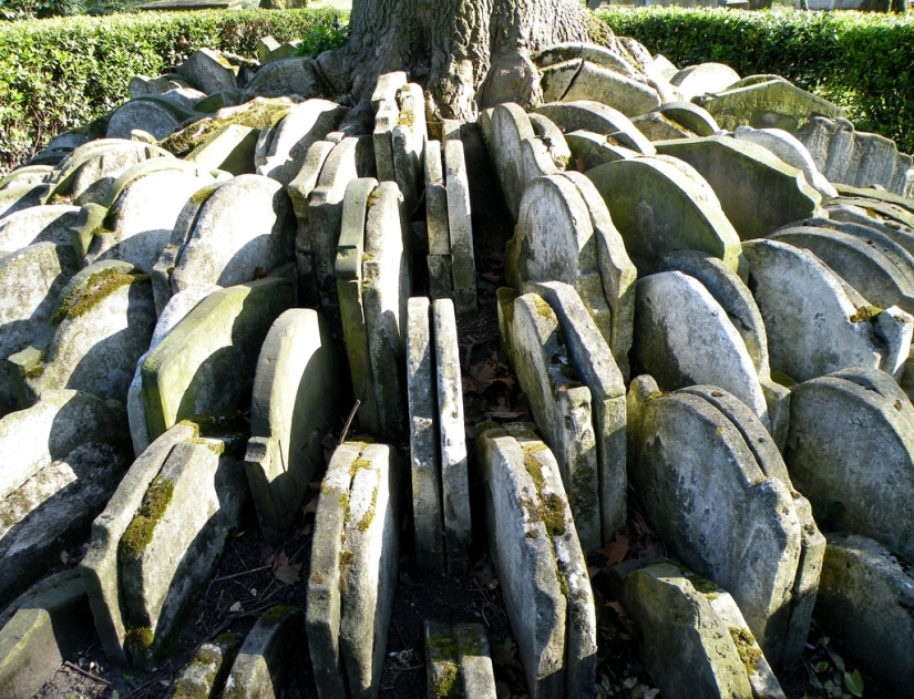 Hardy's gravestone tree with hundreds of tombstones