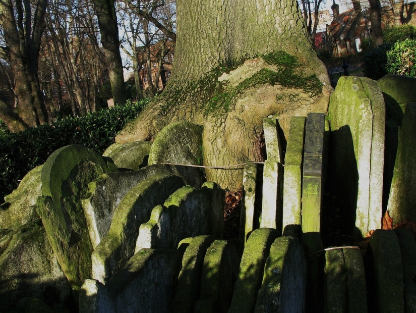 Hardy's gravestone tree with hundreds of tombstones