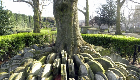Hardy's gravestone tree with hundreds of tombstones