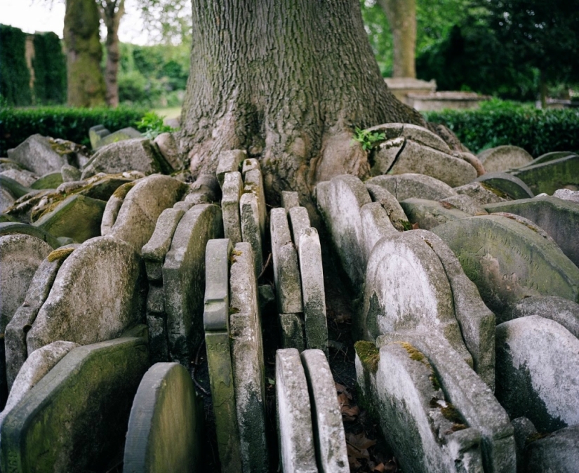 Hardy's gravestone tree with hundreds of tombstones