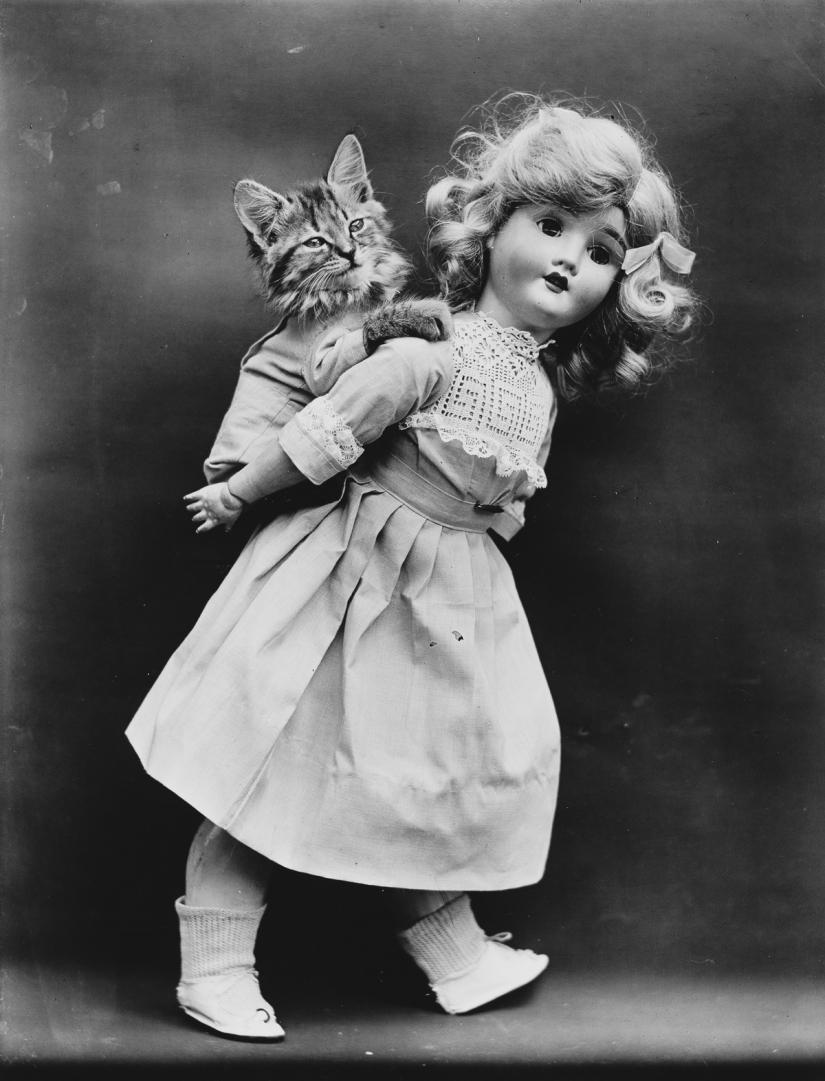 Harry Witter's retro cats and puppies that made a splash 100 years ago