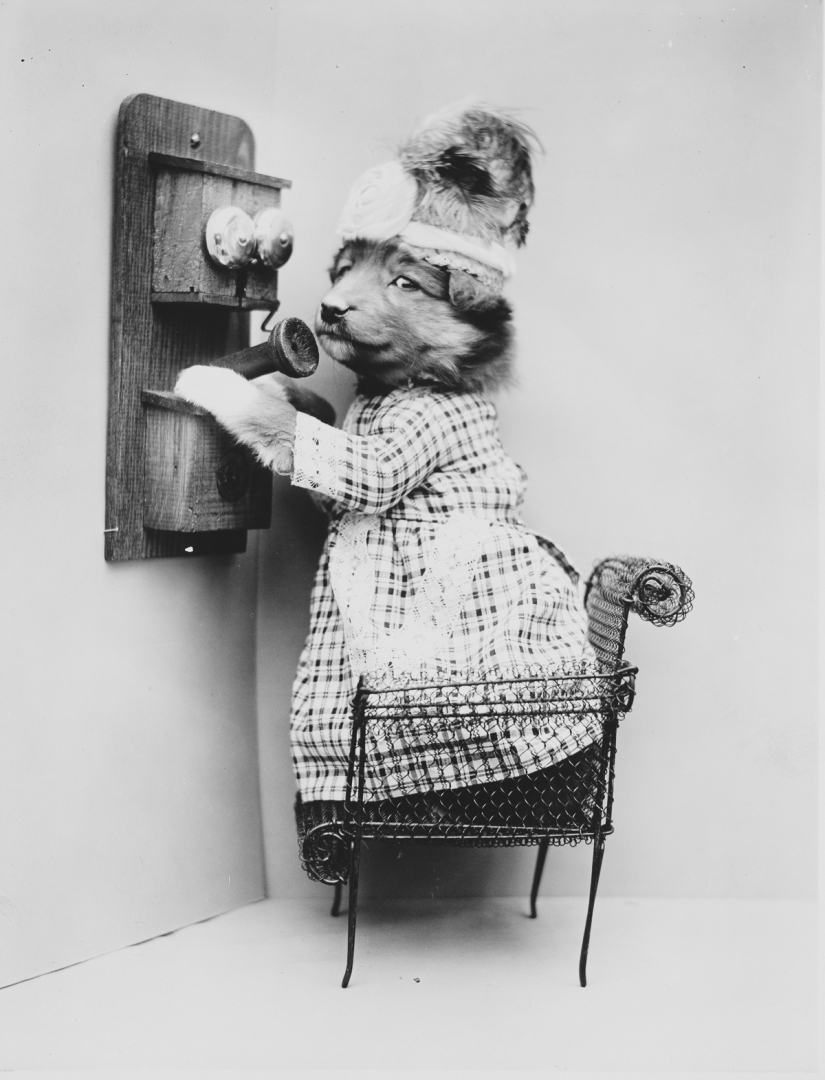 Harry Witter's retro cats and puppies that made a splash 100 years ago