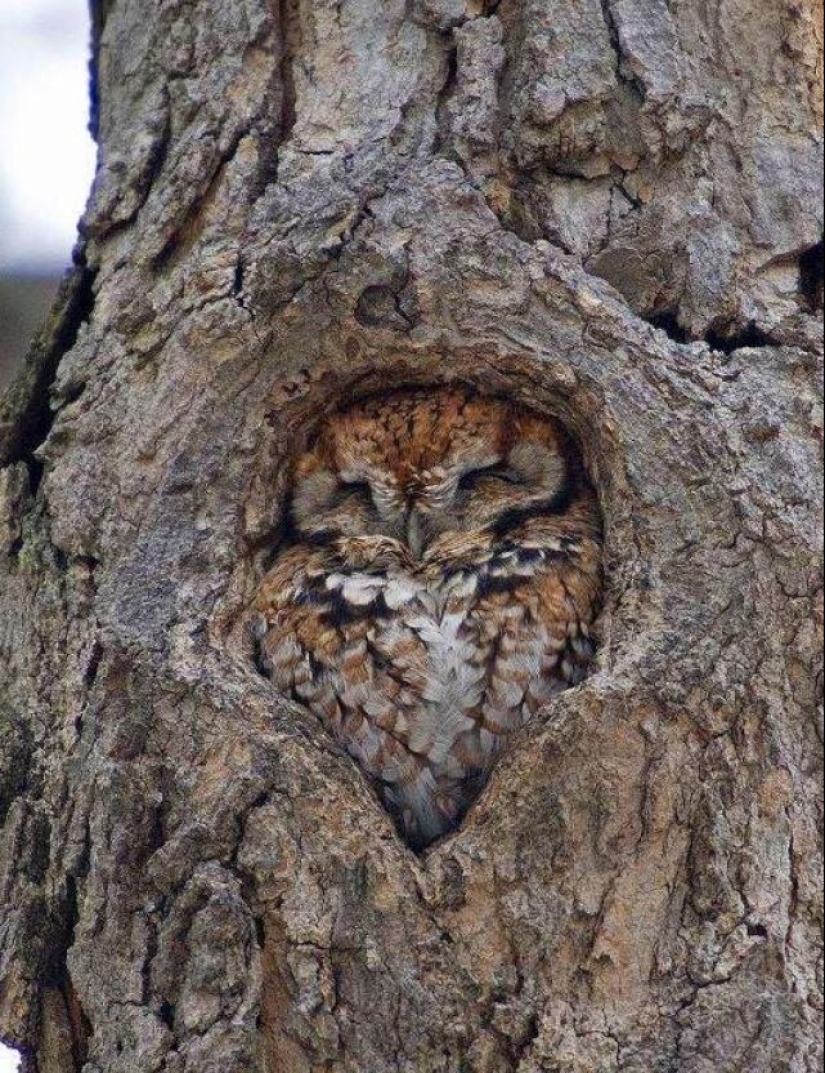 Hay perfección en el mundo: 20 delicias fotográficas para los ojos de un perfeccionista