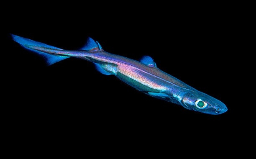 Hay que proteger Internet ... ataques de tiburones Hay que proteger Internet ... ataques de tiburones