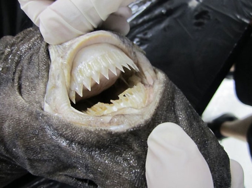 Hay que proteger Internet ... ataques de tiburones Hay que proteger Internet ... ataques de tiburones