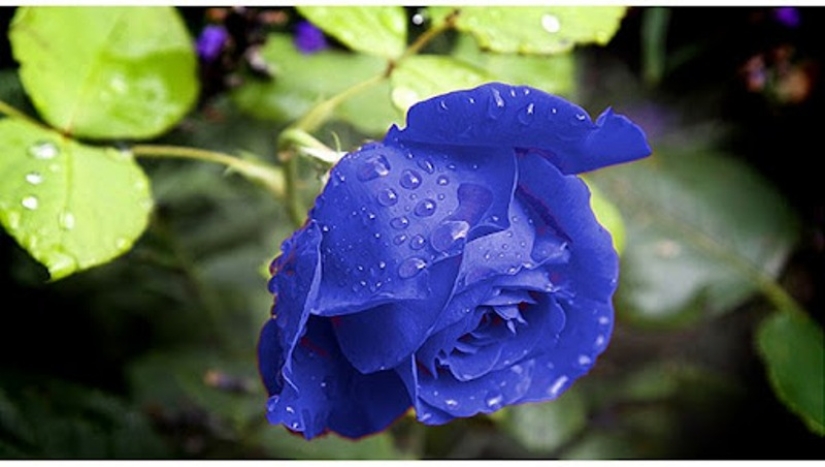 ¿Hay rosas azules?