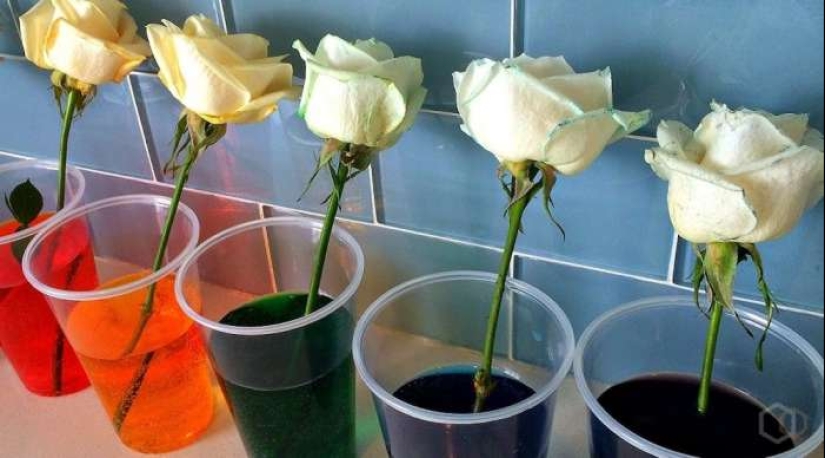 ¿Hay rosas azules?