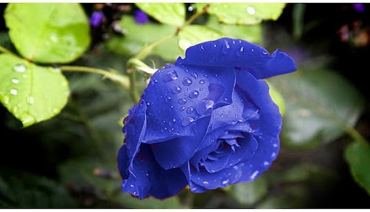 ¿Hay rosas azules? ¿Hay rosas azules?