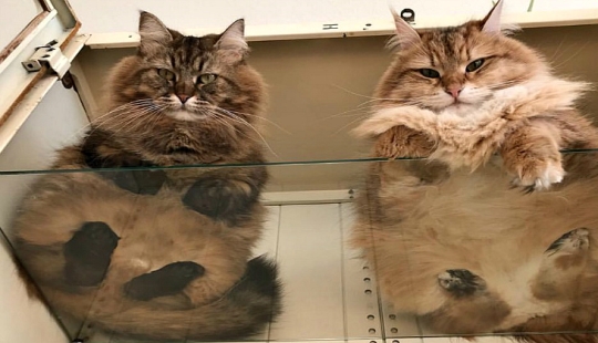 Heels bellies and wool: the lethal dose of cuteness — seals on glass, view from below