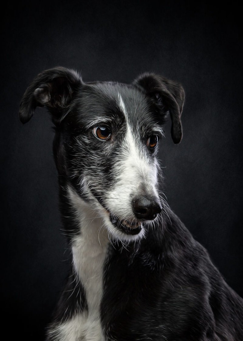 Hermoso perro con un destino trágico: los galgos de Galgo de España