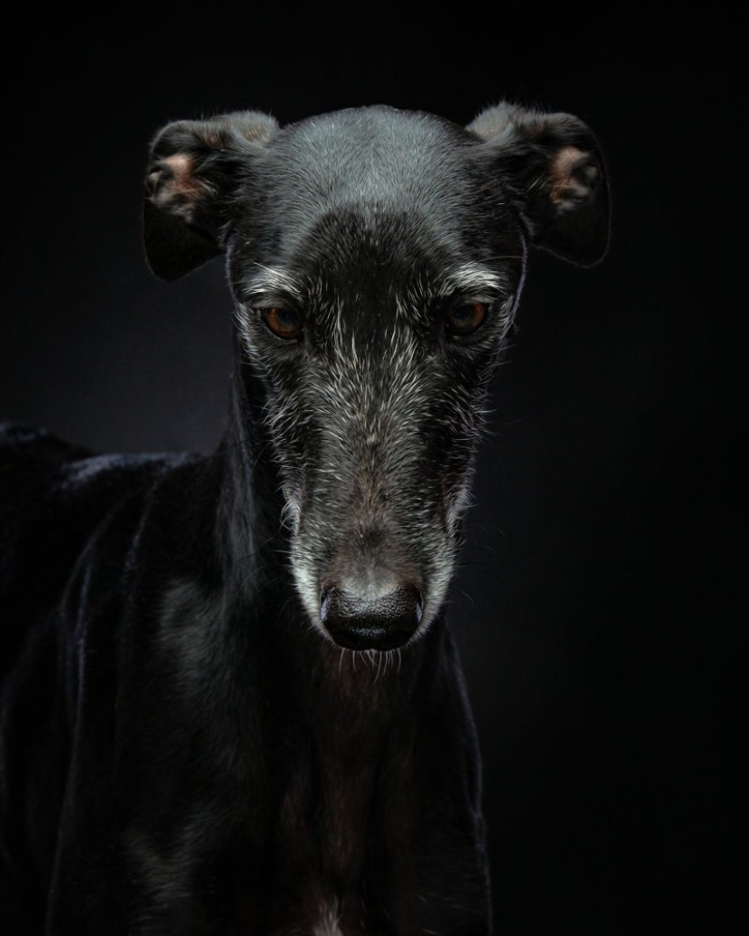 Hermoso perro con un destino trágico: los galgos de Galgo de España