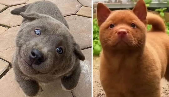 Hmong: un perro gato increíble originario de las selvas de Vietnam Hmong: un perro gato increíble originario de las selvas de Vietnam