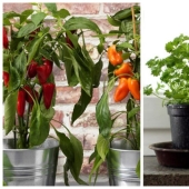 Home vegetable garden: 7 healthy and delicious plants that can be grown on the windowsill