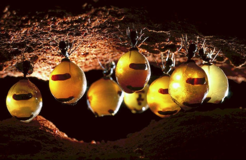 Honey Ants: How to Make the Sweet Life for Yourself When Conditions Are Not Sweet