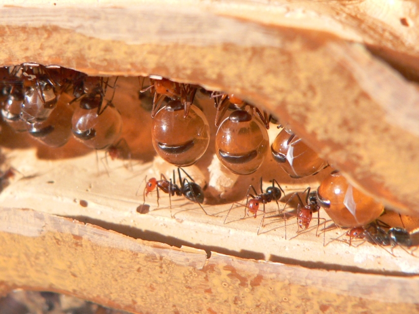 Honey Ants: How to Make the Sweet Life for Yourself When Conditions Are Not Sweet