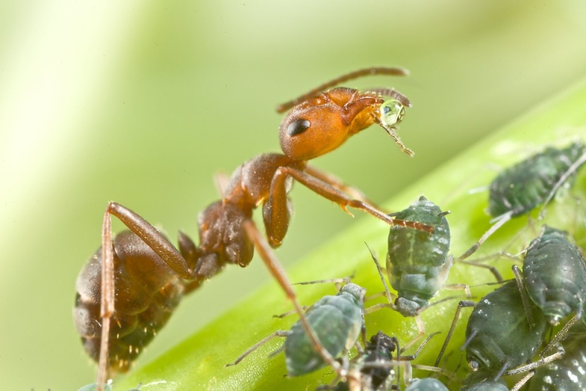 Honey Ants: How to Make the Sweet Life for Yourself When Conditions Are Not Sweet