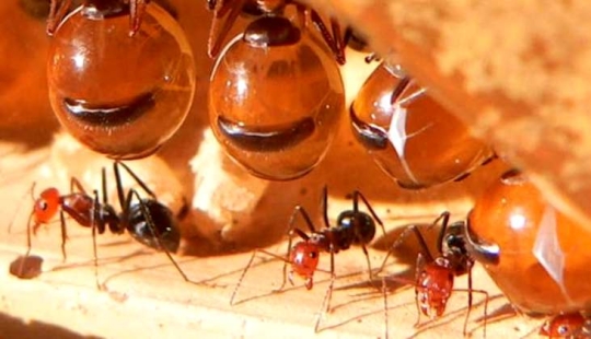 Honey Ants: How to Make the Sweet Life for Yourself When Conditions Are Not Sweet
