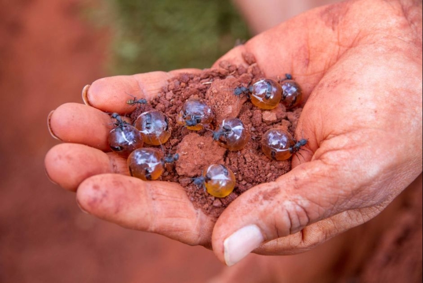 Honey Ants: How to Make the Sweet Life for Yourself When Conditions Are Not Sweet