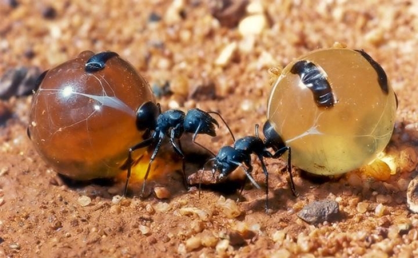 Honey Ants: How to Make the Sweet Life for Yourself When Conditions Are Not Sweet
