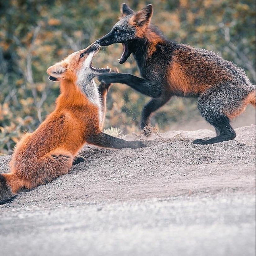 How a Canadian photographer made friends with a fox How a Canadian photographer made friends with a fox