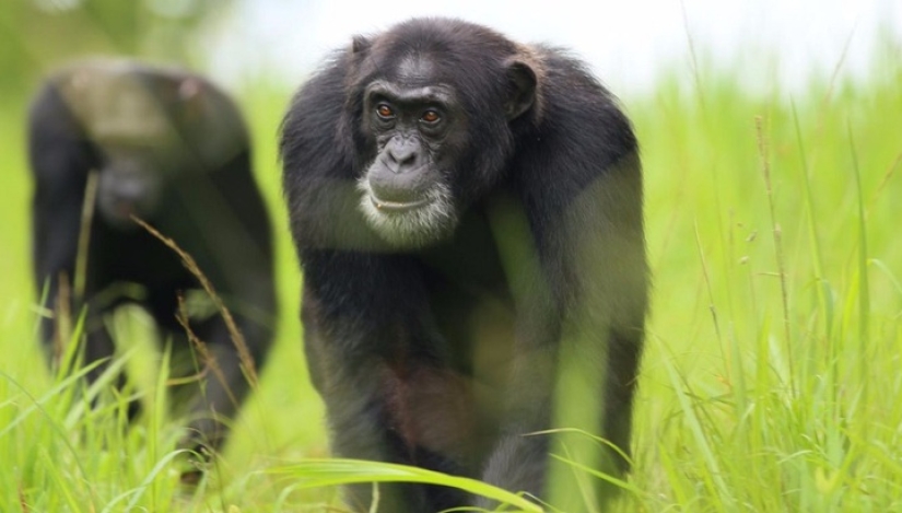 How a monkey is more human and why? How a monkey is more human and why?