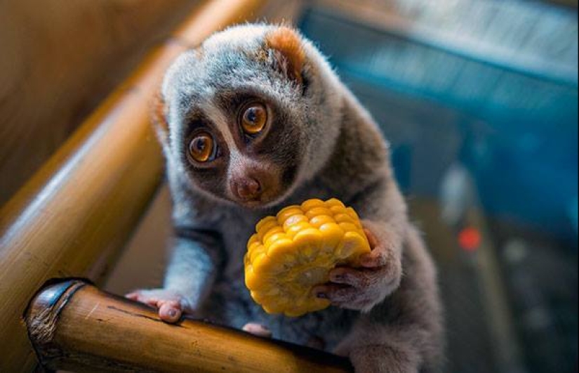 How a monkey is more human and why? How a monkey is more human and why?