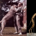 How anthropologist Grover Krantz and his Dog Clyde became Museum exhibits