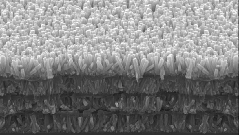 How Caries Took Over the World