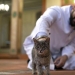 How cats are treated in Islam