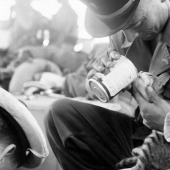 How cats took part in the war