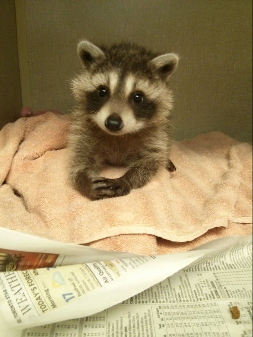 "How cute they are!": 22 photos of baby animals that will make you smile