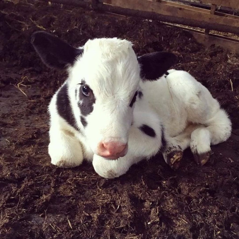 "How cute they are!": 22 photos of baby animals that will make you smile