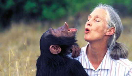 How did scientists try to teach primates to talk? How did scientists try to teach primates to talk?