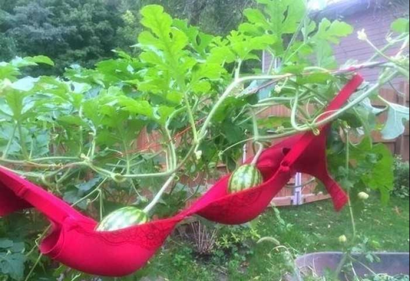 How do you like this, Elon Musk: 22 dubious inventions of domestic geniuses How do you like this, Elon Musk: 22 dubious inventions of domestic geniuses