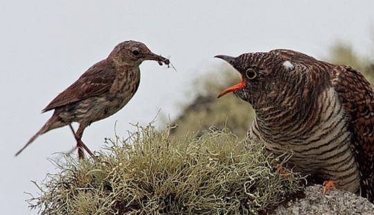 How does a cuckoo manage to throw eggs into other people's nests