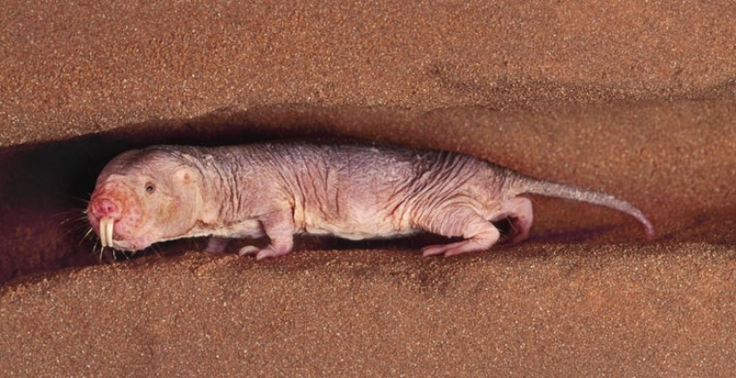 How does a real anti-mi-mi-mi