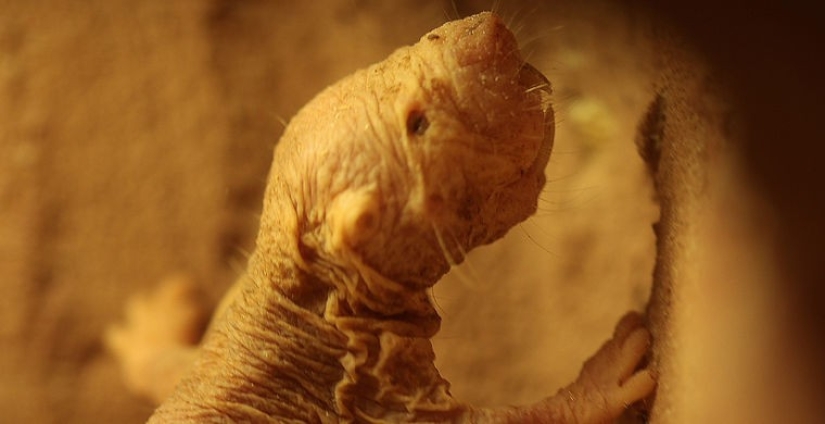 How does a real anti-mi-mi-mi