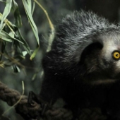 How does a real anti-mi-mi-mi