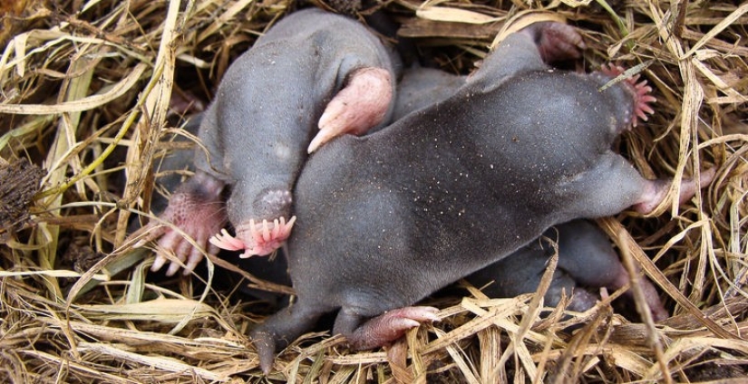 How does a real anti-mi-mi-mi