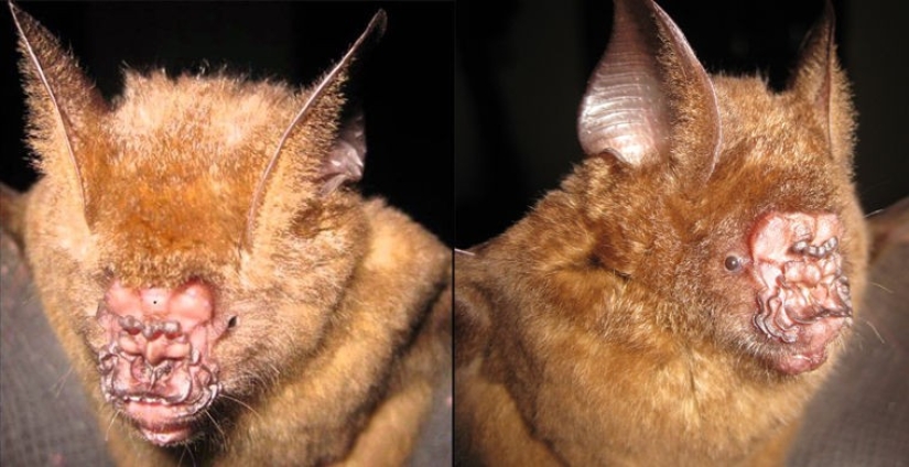 How does a real anti-mi-mi-mi