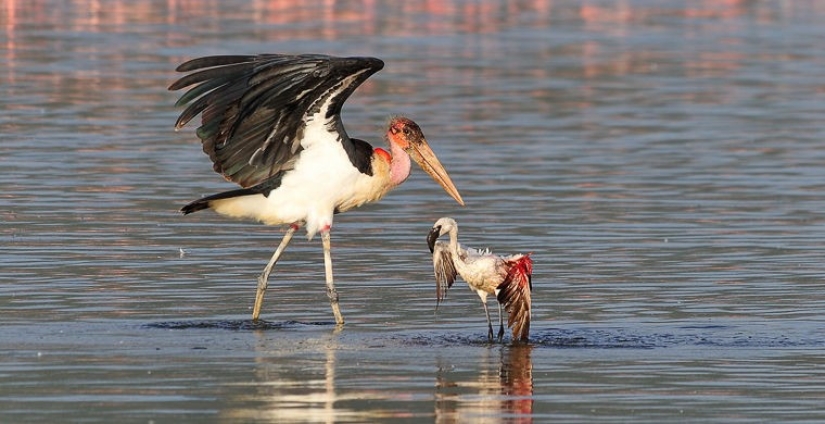 How does a real anti-mi-mi-mi