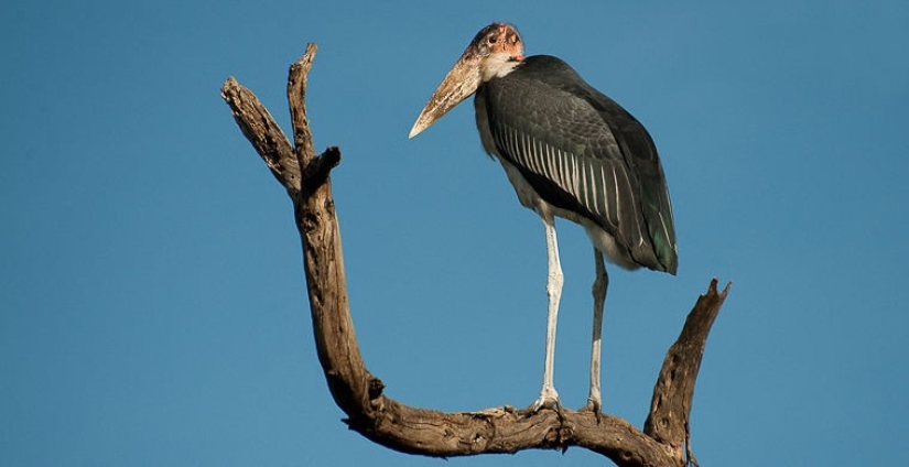 How does a real anti-mi-mi-mi