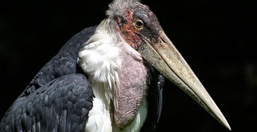 How does a real anti-mi-mi-mi