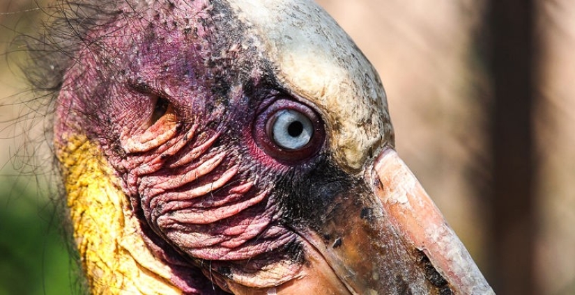 How does a real anti-mi-mi-mi