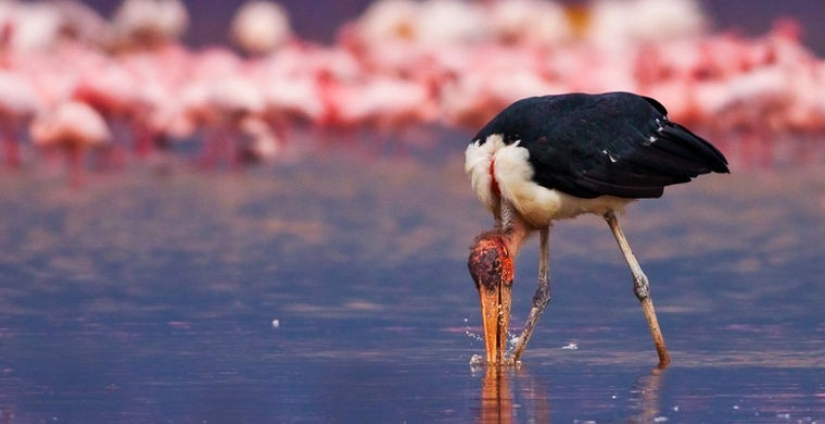 How does a real anti-mi-mi-mi