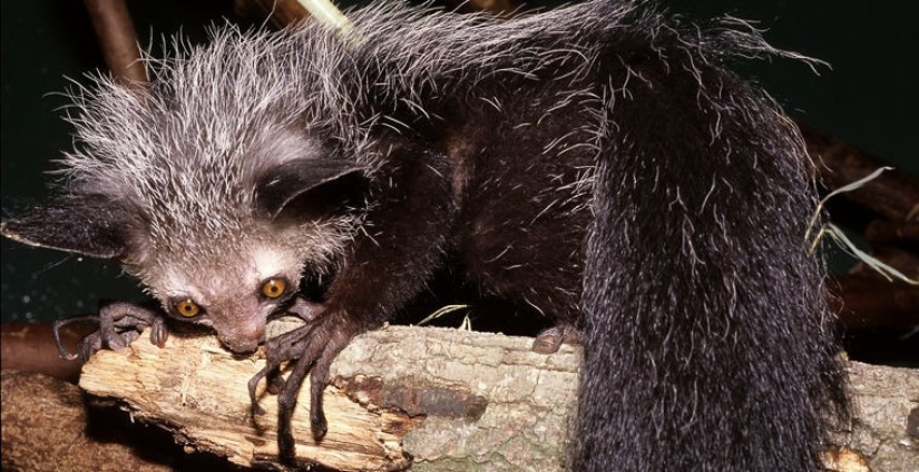 How does a real anti-mi-mi-mi