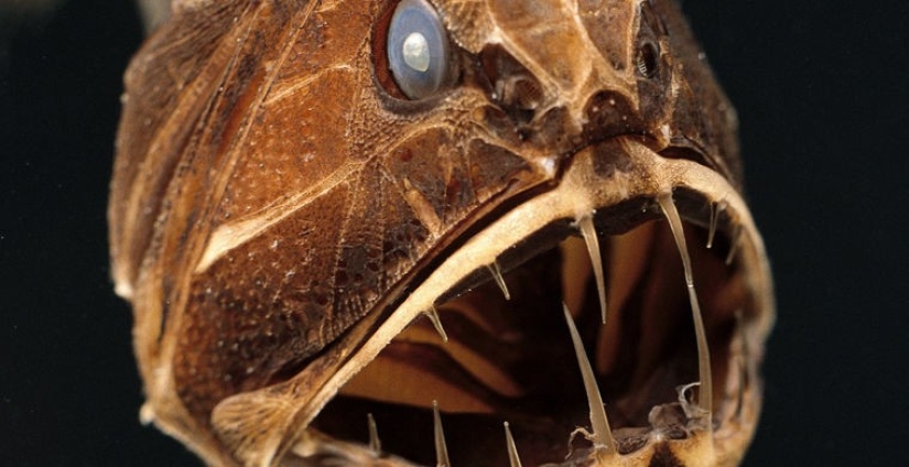 How does a real anti-mi-mi-mi