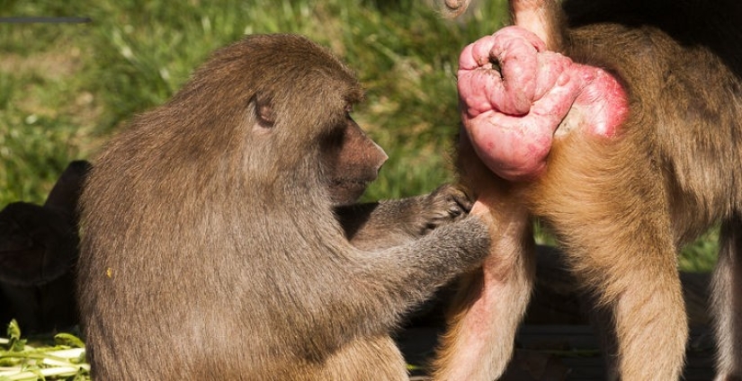 How does a real anti-mi-mi-mi