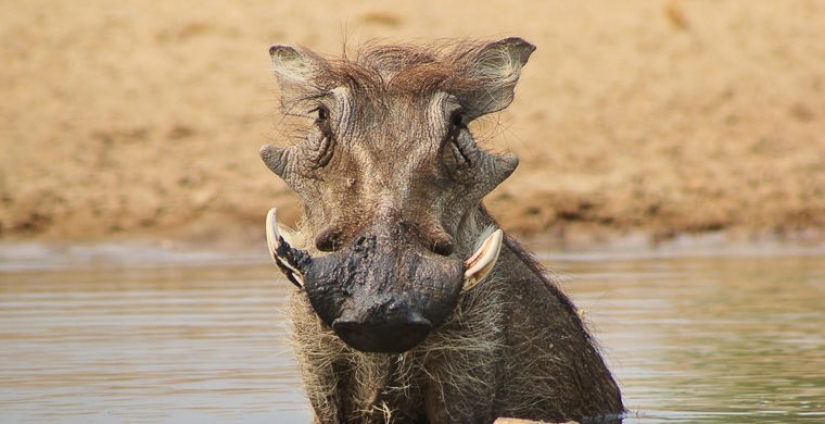 How does a real anti-mi-mi-mi